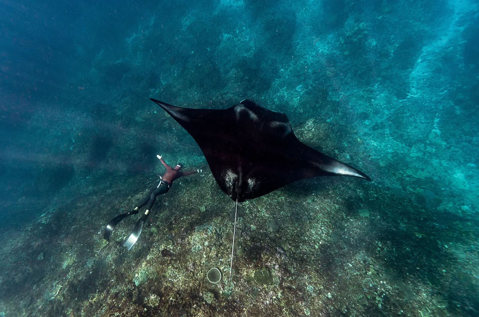 Buceo en Blue Magic Raja Ampat con congregaciones de mantas y tiburones martillo