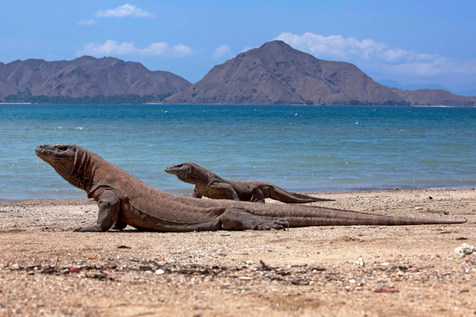 Dragón de Komodo en su hábitat natural en el Parque Nacional