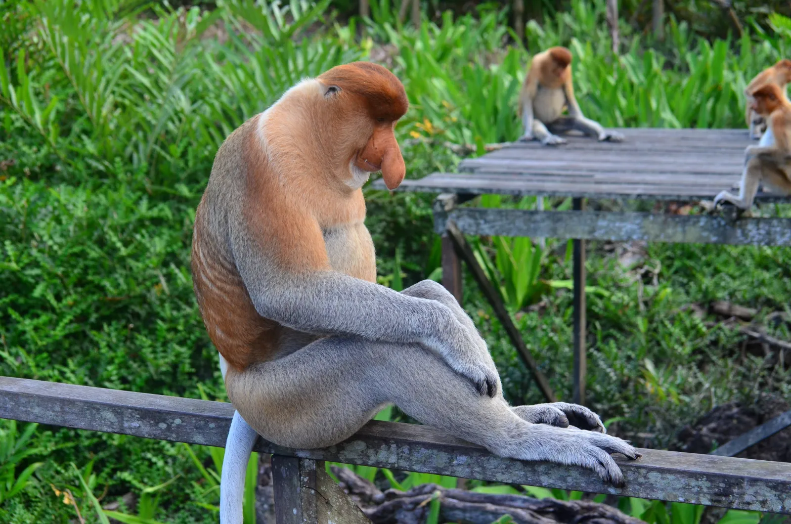 Mono probóscide endémico de Borneo observado al atardecer desde el klotok en el río Sekonyer