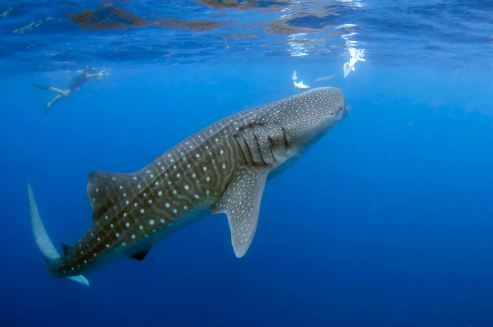 Tiburón ballena en Talisayan cerca de las Islas Derawan en Kalimantan Oriental