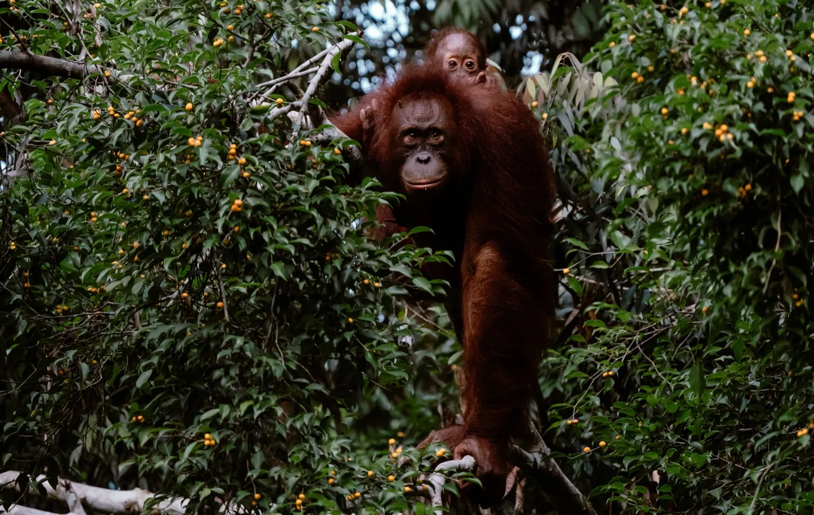 Klotok barcaza tradicional navegando por Tanjung Puting en Kalimantan