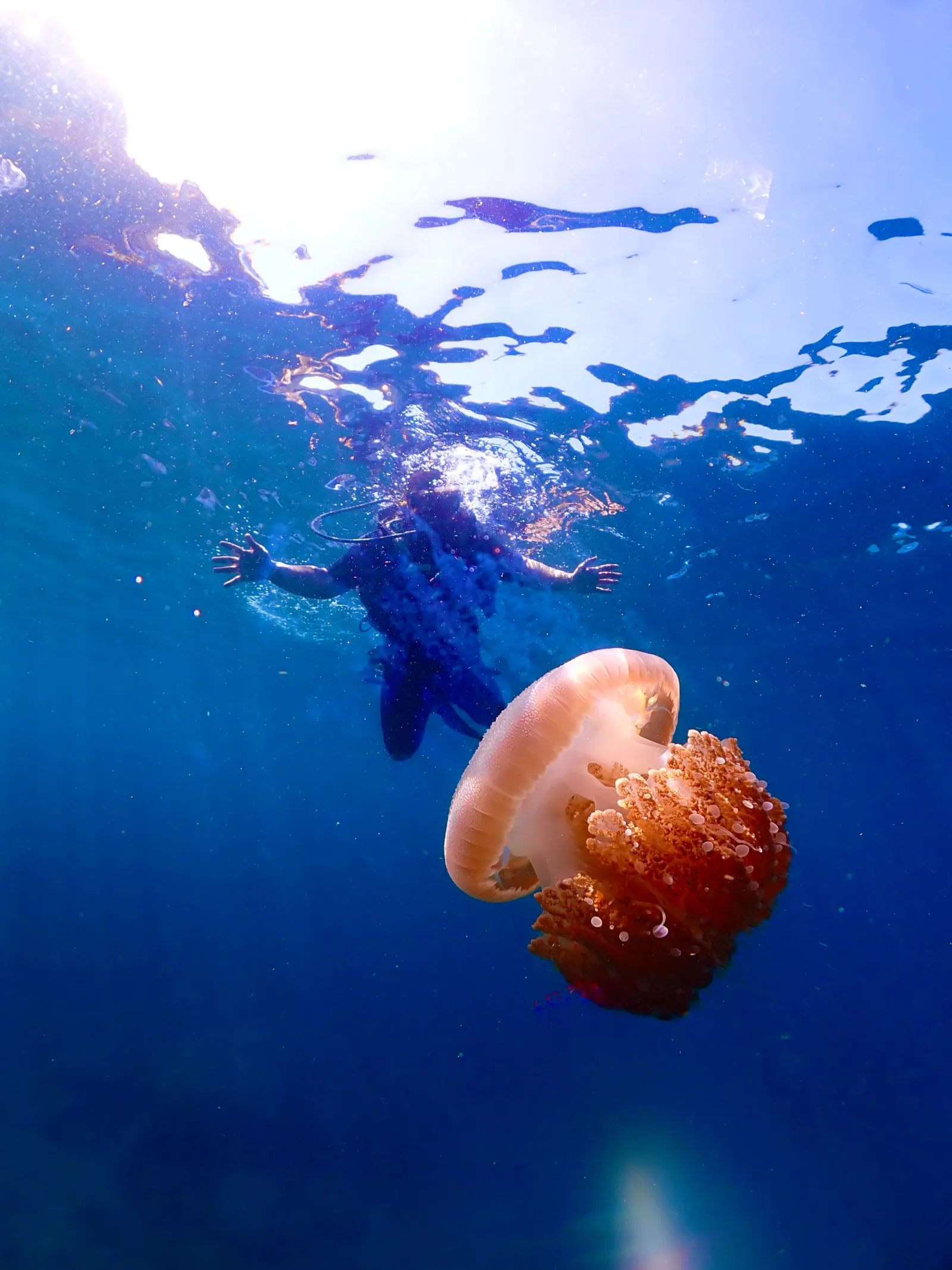 Lago marino de Kakaban en las Islas Derawan con medusas sin aguijón en Borneo