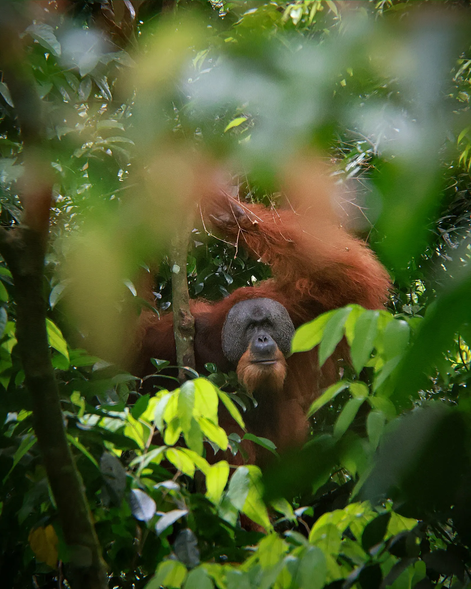 Orangután macho en libertad en la selva de Sumatra