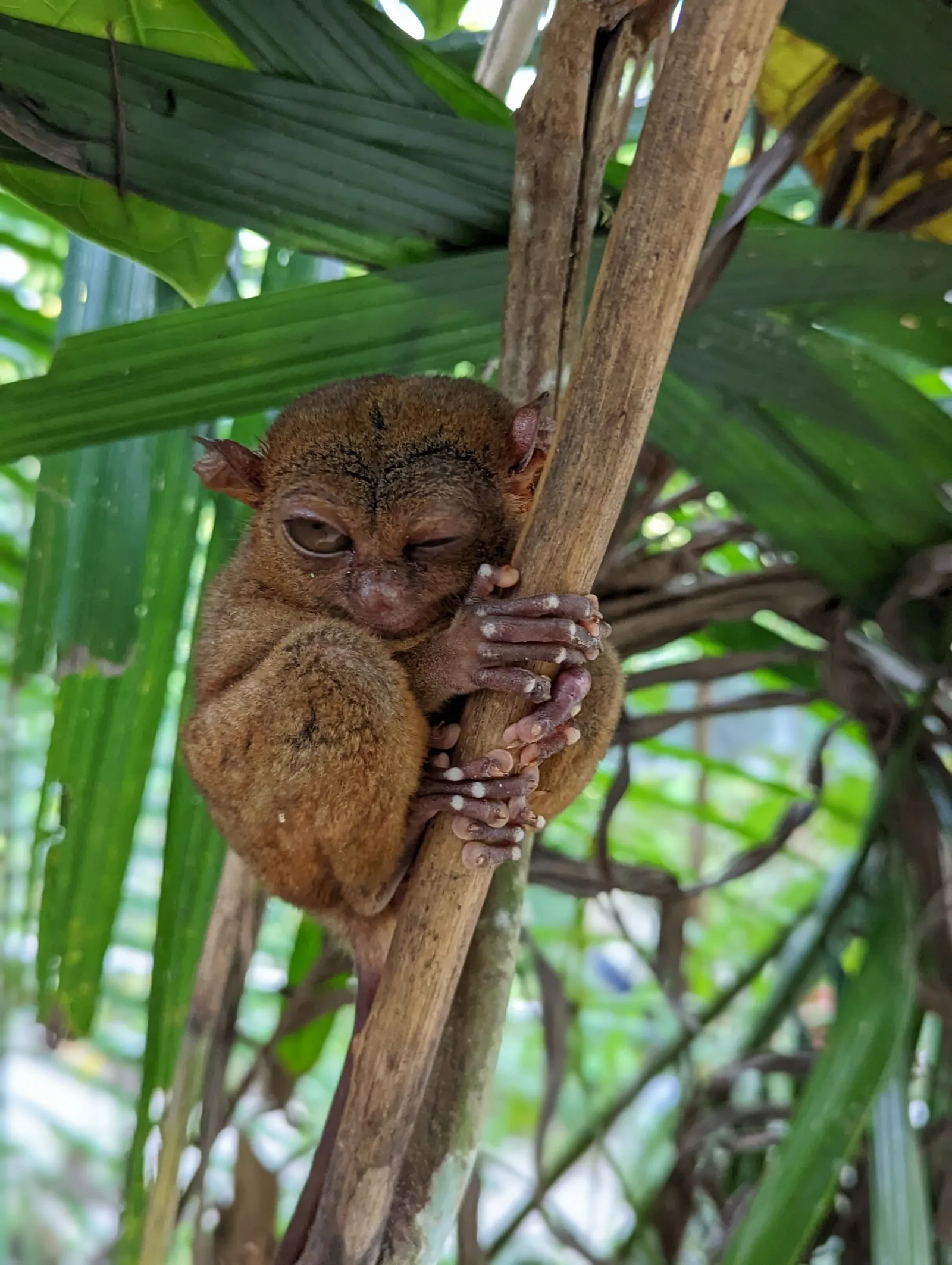 Trek nocturno por la jungla de Borneo con avistamiento de tarsier y leopardo nublado