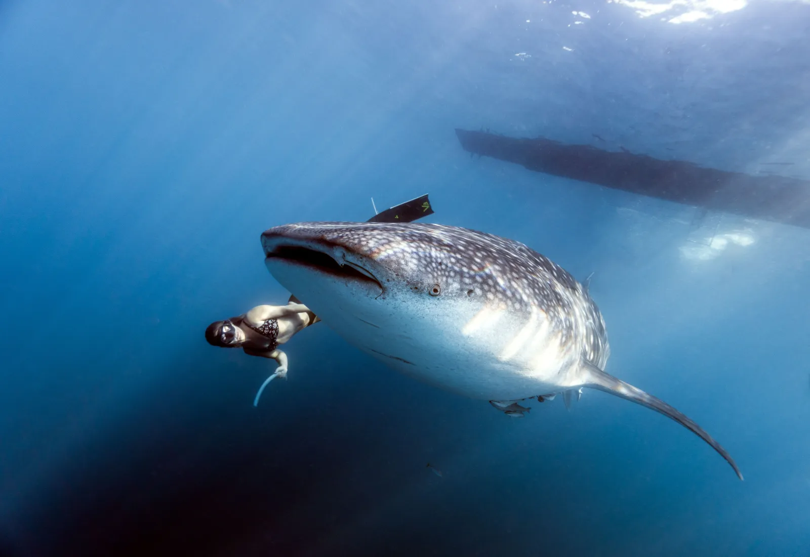 Nadar con tiburones ballena residentes en la Bahía de Cenderawasih, Papúa